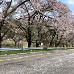 飛騨かなやまの桜　開花状況 2026