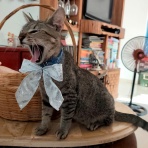 からすが夢を見るころに