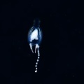 5月8日　刺激的な水中生物