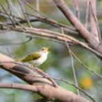 ヨット　Jennifer号 航海記　探鳥旅行記