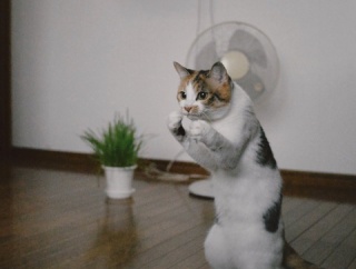 【画像】スーパーサイヤ猫　見つかる