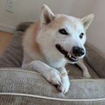 柴犬のんすけが行く