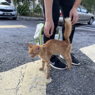 ガリガリのシータさんのみたいな茶トラの子猫を保護しました。①