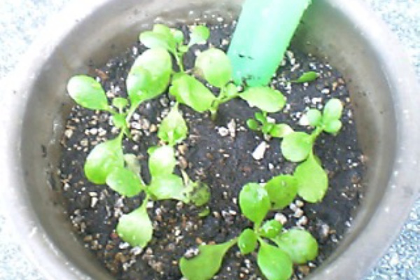 Miracle Leaf マザーリーフの孫