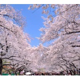 『SERIES東京桜2015』の画像