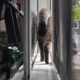 「この猫がせまい空間でUターンしたんだけど…物理法則を無視してる!?」優雅な動きが注目を浴びる