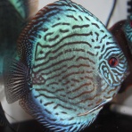 AquaDreams_officialのblog