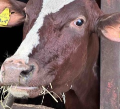 アニマルウェルフェアな牧場を見学させてもらいました！【乳和食アンバサダー】