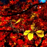 『2025 圧巻の絶景紅葉『奥津渓、奥津渓谷』④ 岡山県苫田郡』の画像