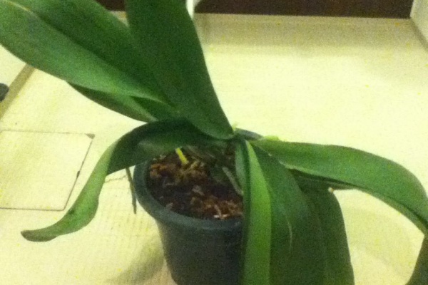 ナス科の地上絵 クワズイモ Alocasia Odora