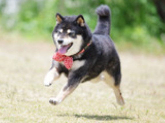 5-11-2b　奥田　丸くん　10歳　南あわじドッグラン・飛行犬撮影所にて