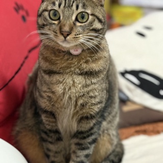 東京キャットガーディアンシェルター日記