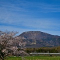 伊吹山と桜