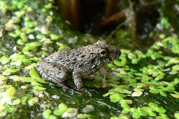 田んぼの生き物たち ツチガエル