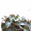 シクラメン　(2025年8月蒔き　実生株　その３)　