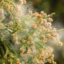 花粉症の人は見ちゃダメ！！ 発狂するぐらいヤバイ動画