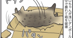 好きなものは自室へ運ぶマロちゃん