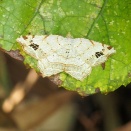 ウスキオエダシャク Oxymacaria normata proximaria