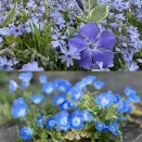 庭の花達とソーイング等