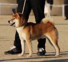三河の航空号【三河豊橋荘】Ⅱ