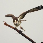 Tokyo_wildbirdpark_blog