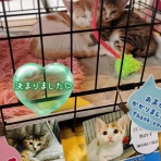 猫とお酒と日々のこと