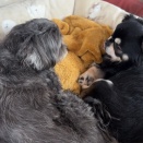 保護犬と先住犬