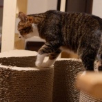 ねことアパートと1人暮らし～とらやんとおらと～