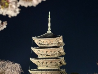 今年も行ってきました！東寺の夜桜！