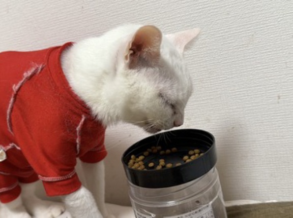 腎不全用療法食、増える　20260117