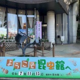 『【橿原市南山町】橿原市昆虫館と蝶と結婚した男・オオムラサキの生態研究をされている蝶たろうさんの話』の画像