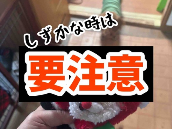 師走でございます。