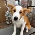 福岡 ペットショップ ワンラブ 福岡総本店 スタッフブログ