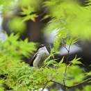 水面に生えた白いタケノコ