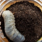 初めてのカブトムシ☆