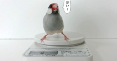減っていますように…！