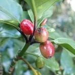 みかん農家のこだわりみかん栽培の日々