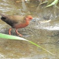 2026年9月10日の野鳥公園