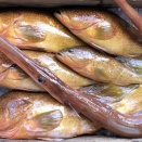 自己レコード更新　キジハタ53cm/1.9kg