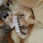 ペット・動物葬儀 リトルエンジェル