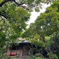 9月9日のお稽古ー長緒茶入、老松茶器