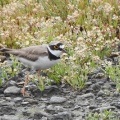 2026年6月9日の野鳥公園