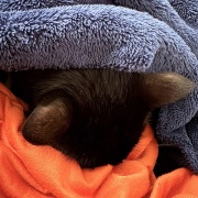 夫の今日の猫自慢