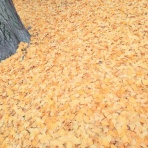 癒え待ちの月‐イエマチノツキ‐