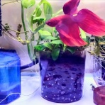 癒え待ちの月‐イエマチノツキ‐