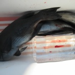 濱田渡船 愛媛県宇和島市 御五神