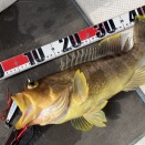 アオハタ46cm/1.4kg