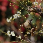 カメラ大好きおやじの野鳥と自然風景フォトアルバム