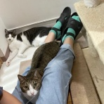 家をさがすのじゃ～～～～