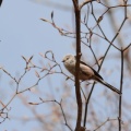 今日から愛鳥週間…シマエナガ